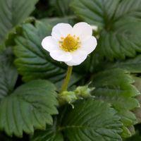 ワイルドストロベリー,お出かけ先の画像