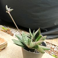 ガステリア・アキナキフォリア,多肉植物,ガステリア,黒プラ鉢,玄関アプローチの画像