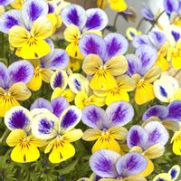 ニンジン,ビオラ,ヒヤシンス 水耕栽培,ビオラタイガーアイ　イエロー,DCMラビット咲きファンシーブルービオラの画像