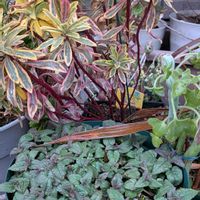 七宝樹,ユーフォルビア・ゴールデンレインボー,モナルダ,モナルダ ディディマ,モナルダ（タイマツソウ、ベルガモット）の画像