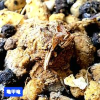 亀甲竜,ガガイモ科,植物男子ベランダー,亀甲竜。,ベランダの画像