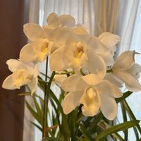 アジサイ,アンスリウム,グズマニア,シンビジウム,ネコ好きの画像