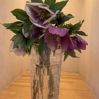 クリスマスローズ,スターチス,会社の癒し,❤️M.family❤️,福島からのエールの画像