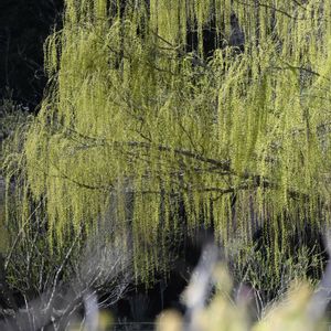 シダレヤナギ,芽吹き,新緑,花散歩,春の訪れの画像