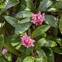 沈丁花,GSのみなさんに感謝♡,平和を願う,GS句会,２０２５年同期の画像