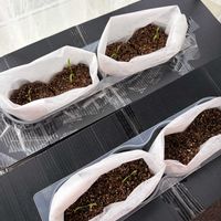 ニンジン,水耕栽培,野菜 水耕栽培,家庭菜園初心者,おうち園芸の画像