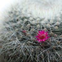 アデニウム,玉翁殿,サボテンチーム,カバ苗,塊根チームの画像