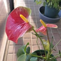 アンスリウム,サトイモの画像