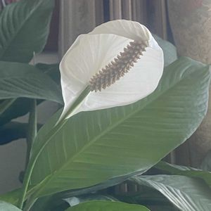 スパティフィラム,スパティフィラム,リビング,今日のお花の画像