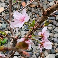 カンザクラ(東海桜),トウカイザクラ（東海桜）,ピンクの花,春の訪れ,挿し木から成長の画像