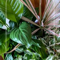 スパティフィラム,ドラセナ,ポトス・エンジョイ,ガーデニング,花のある暮らしの画像