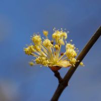 サンシュユ,ツバキ,コナラ,カンヒザクラ,おでかけ先の画像