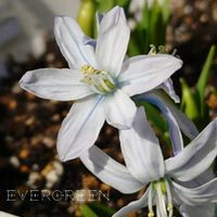 シラー,シラーミスクトスケンコアナ,シラー ミスクトスケンコアナ,プランター植え,早春の画像