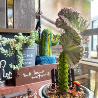 ビアホップ ,ユーフォルビア マハラジャ,いちおしｷｭﾋﾟの日の画像