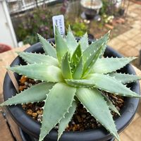 アロエ,アロエ ポリフェラ,多肉植物,ポリフェラの画像