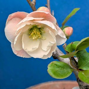 山野草,スマホ撮影,棚の画像