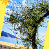 オリーブ,果樹,葉っぱ,神社,花のある暮らしの画像