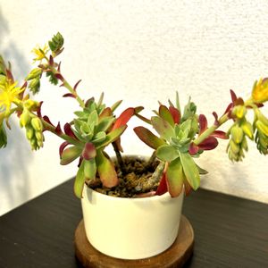 薄化粧,多肉植物,セダム属,マンションの画像