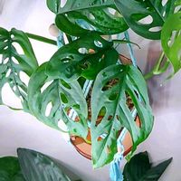 マドカズラ,マドカズラ,アンスリウム・フーケリー,チャメドレア・メタリカ,アンスリウムマルバの画像