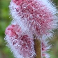 ネコヤナギ,ネコヤナギ,ピンクネコヤナギ,ピンクネコヤナギ,ピンク❤︎ピンクの画像