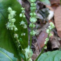 ネコヤナギ,ゲンカイツツジ,ヤマアイ,フキ（蕗）,ゲンカイツツジ(玄海躑躅)の画像