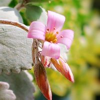 プミラ,白銀の舞   ,多肉植物,幸せの多肉,ありがとう♡︎⸜( ´ ꒳ ` )⸝♡︎の画像