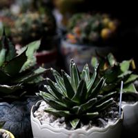 アガベ,アガベ　笹の雪,鉢植え,植木鉢,陶磁器の画像