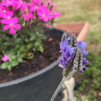 フレンチラベンダー,シレネ ピンクパンサー,幸せ気分✨✨✨,とにかくGS 楽しもう！の画像