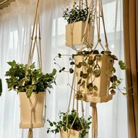 ハートカズラ,ヘデラ,ワイヤープランツ,プミラ,観葉植物の画像