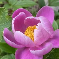 シャクヤク,シャクヤク,シャクヤク,芍薬,シャクヤク？の画像