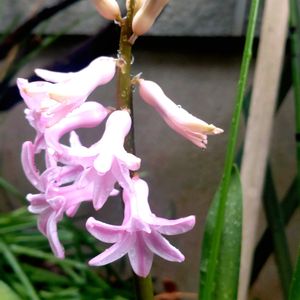 アプローチの画像