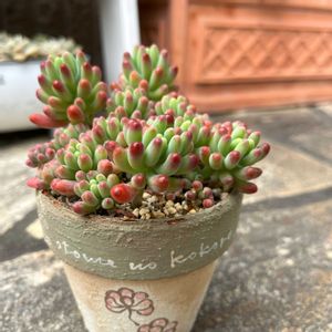 乙女心,多肉植物,多肉大好き,多肉中毒,多肉のある暮らしの画像