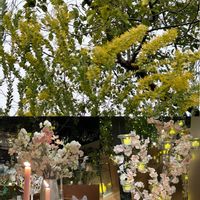 ミモザ,ミモザ,サンカクバアカシア,サンカクバアカシア,サンカクバアカシアの画像