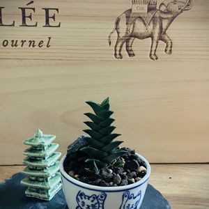 サボテン,白星,ビスコーサ,マミラリア 白星,ハオルチア属の画像