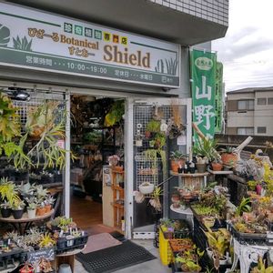 多肉植物,ウラボシ科,ビカクシダ属,食中植物,塊根の画像