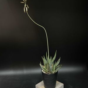 多肉植物,観葉植物,アロエ属,珍奇植物,ビザールプランツの画像