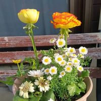 エリカ,ガーベラ,クロッカス,チューリップ,ネモフィラの画像