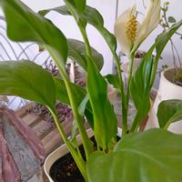 スパティフィラム,ムスカリ,観葉植物,平和を願う,しぞーか勢の画像