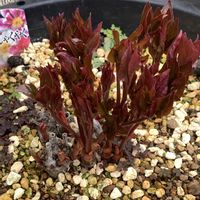 オキナグサ,キキョウ,ギボウシ,シャクヤク,ハルオコシの画像