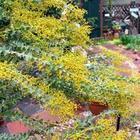 ミモザ,ライスフラワー,三角葉アカシア,マイガーデン,いつもありがとう♡の画像