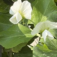 えんどう豆,えんどう豆,えんどう豆,えんどう豆,iPhone17の画像