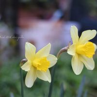 ジギタリス,スイセン,スターチス,チューリップ,ヒヤシンスの画像