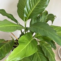 スパティフィラム,観葉植物,趣味の園芸♡,リビング・ダイニングの画像