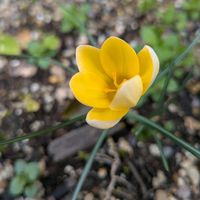 クロッカス,クロッカス,玄関アプローチの画像