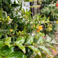 シマトネリコ,花のある暮らし,春爛漫！,ビバーナムティヌス,小さなお庭の画像