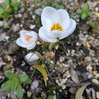 クロッカス,クロッカス,玄関アプローチの画像