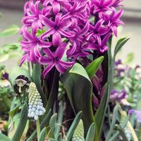 ジャーマンアイリス,ヒヤシンス,ムスカリ,庭の画像