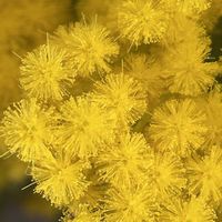 ミモザアカシア,GSアダルトチーム,チーム岐阜,今庭の花,3月の記録の画像