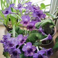 ストレプトカーパス,ストレプトカーパス・スミスフィールド,ストレプトカーパス・スミスフィールド,花のある暮らし,イワタバコ科の画像