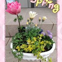 アネモネ,サイネリア,サイネリア,スカビオサ,ローダンセマム レトロクラッカーの画像